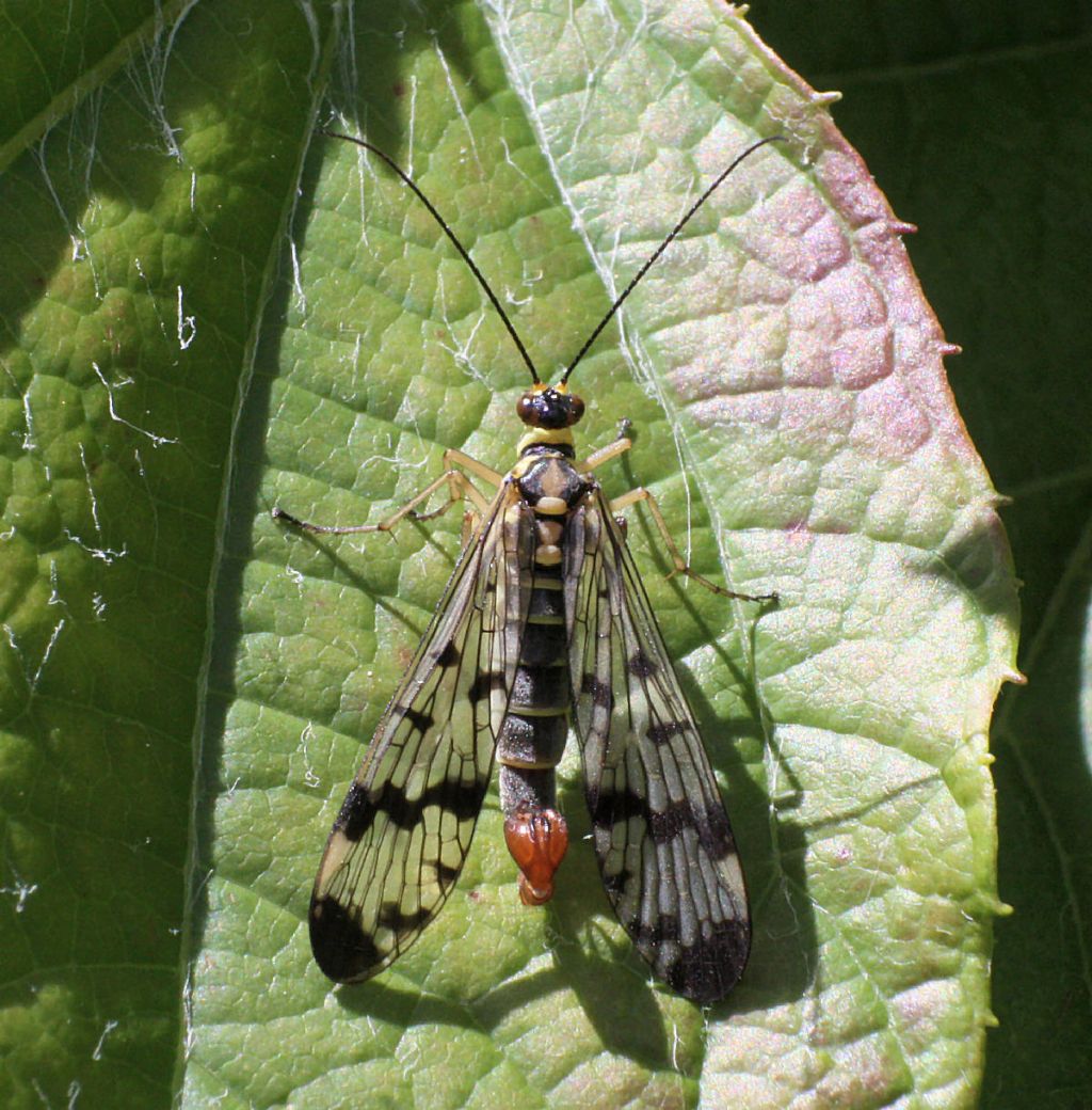 Panorpa  communis  - maschio